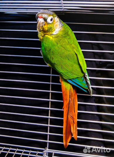 Попугай пиррура (птенцы)