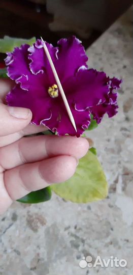 Фиалка Визави