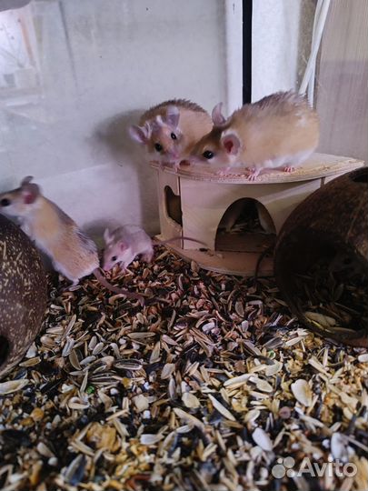 Иглистые мыши