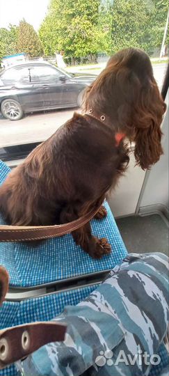 Услуги кинолога