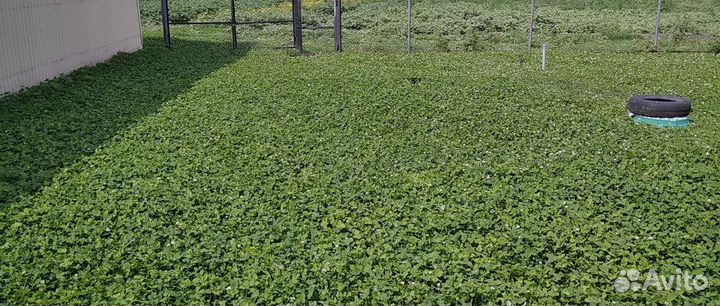 Семена редкого белого клевера, ползучего, Немецкий