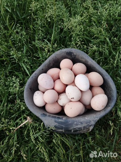 Яйца цесарки