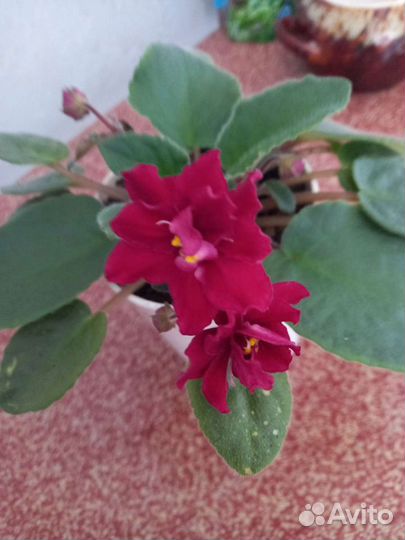 Листочки фиалок сортовых