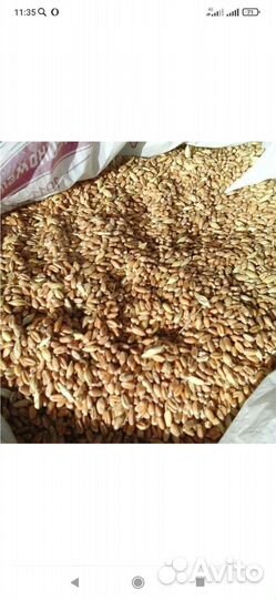 Зерно пшеница