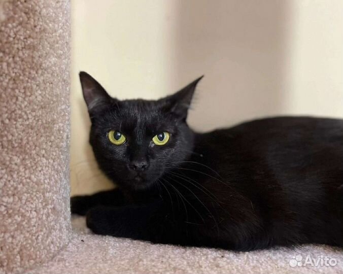 Кошка в дар бесплатно