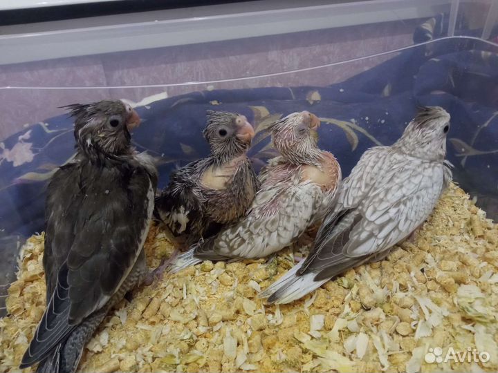 Безщекий корелла птенец, мальчик