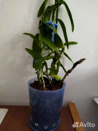 Дендробиум