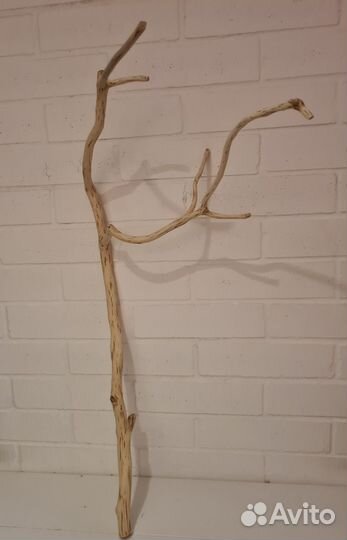 Ветки стволы дуб