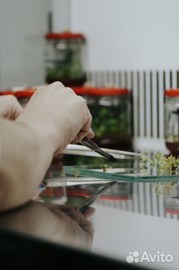 Саженцы полодовых и декоративных растений инвитро