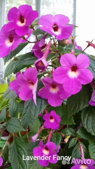 Ахименесы ризомы