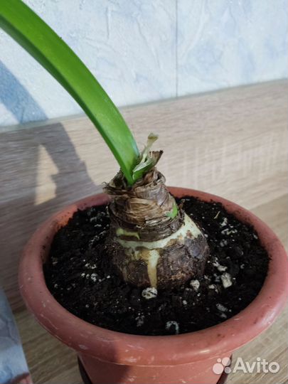 Гиппеаструм(амариллис). Цветы домашние