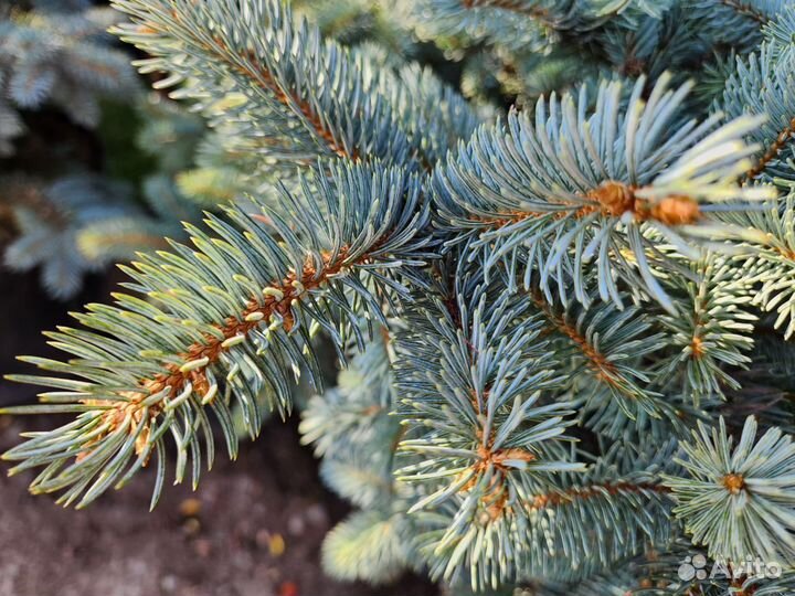 Ель глаука глобоза