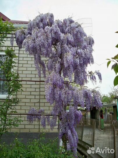 Саженцы глицинии и др.многолетние растения