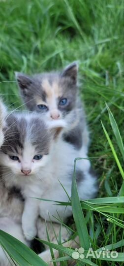 Котята в добрые руки бесплатно