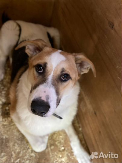 Мечтательный пёсик хочет хозяина