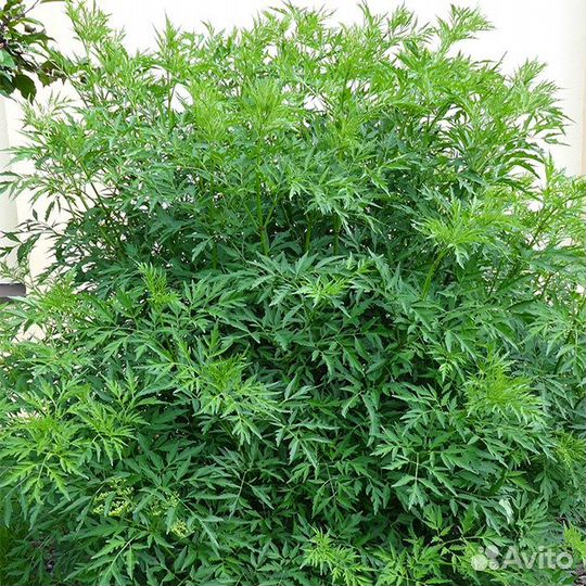 Бузина черная