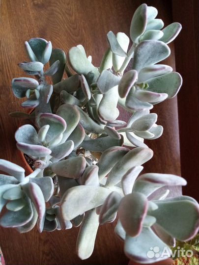 Суккуленты 3