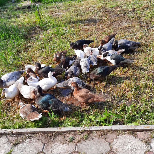 Мускусные утки