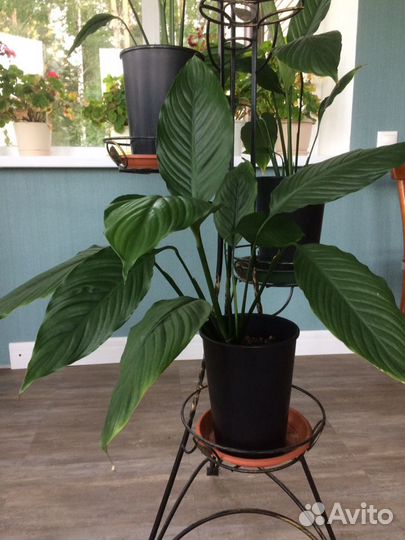 Спатифиллюм, замиокулькас