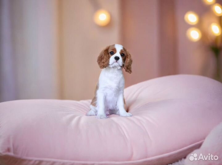 Кавалер Кинг Чарльз Спаниель