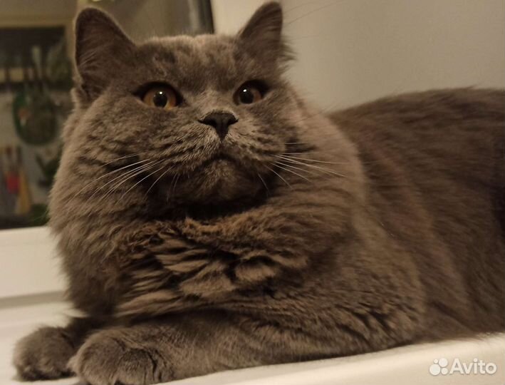Хайлэнд скоттиш страйт