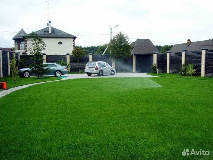 Рулонный газон мятлик