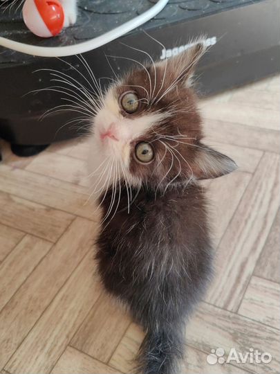 Котенок - девочка, очень ласковая