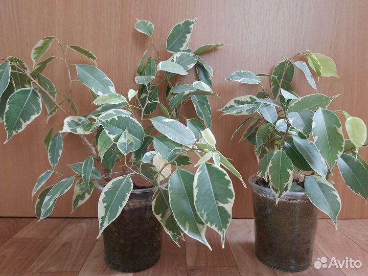 Фикус бенжамина