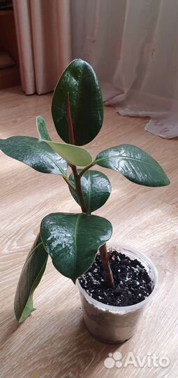 Фикус каучуконосный