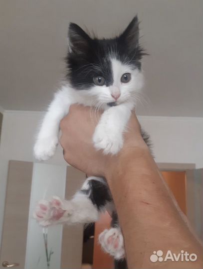 Трогательная котенок Веточка 1,5 мес. в дар