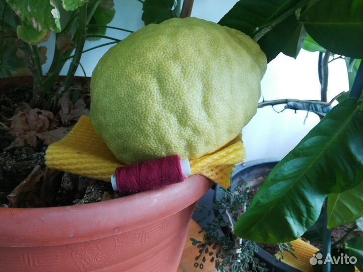 Лимонное дерево плодоносящее