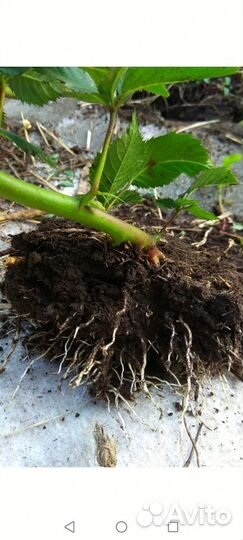 Ежевика, саженцы