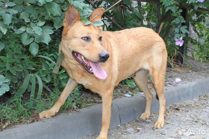 Рыжая малышка в поисках семьи