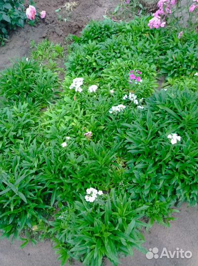 Турецкая гвоздика