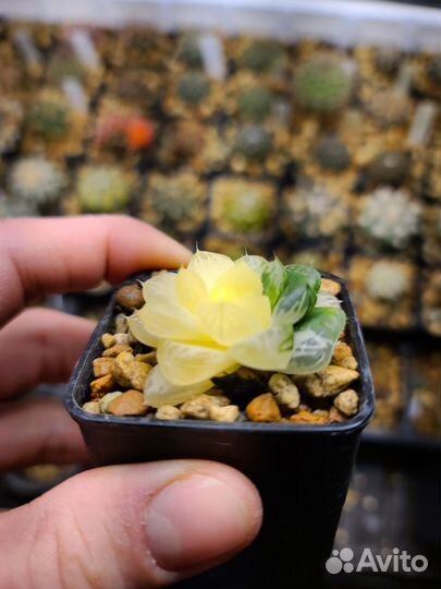 Вариегатные хавортии