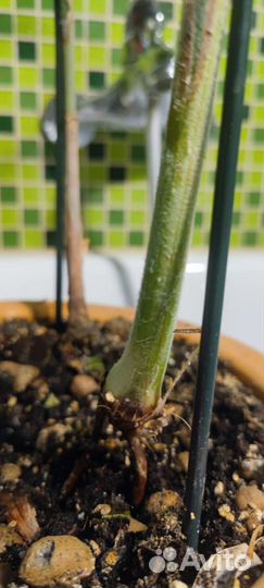 Бутылочная пальма.Обмен на ароидные,фикусы,мирт