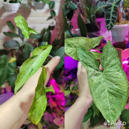 Сингониумы сортовые