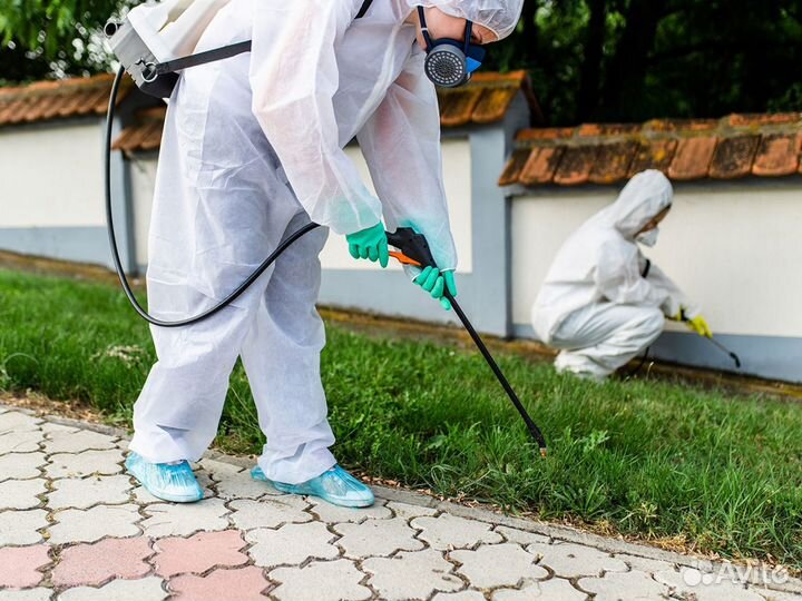 Удаление уничтожение обработка плесени грибка