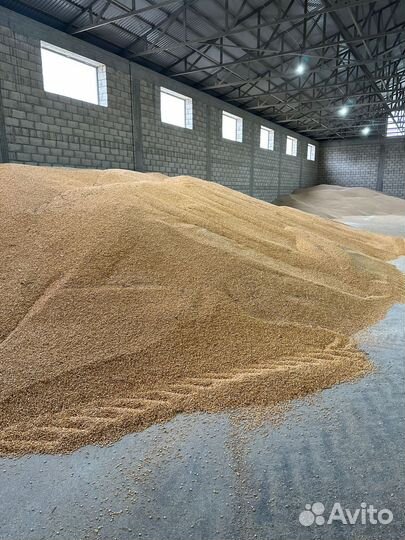 Кукуруза зерно