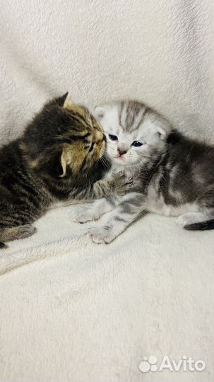 Британский котенок
