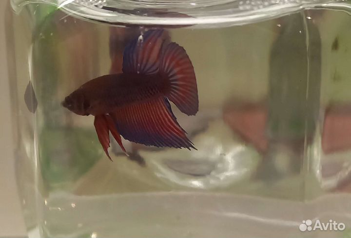 Рыбка Петушок