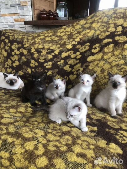 Котята бесплатно