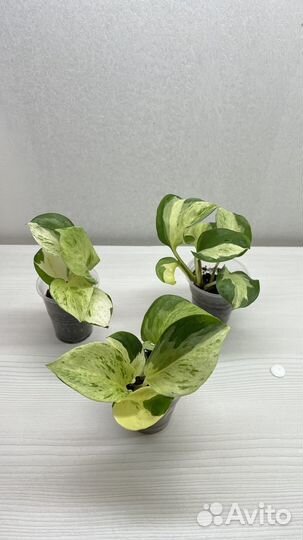 Сциндапсус, эпипремнум, сингониум