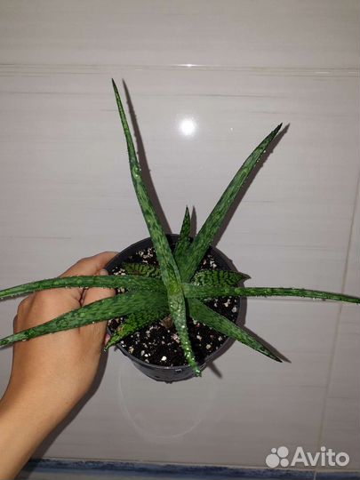 Алоэ вариегатный