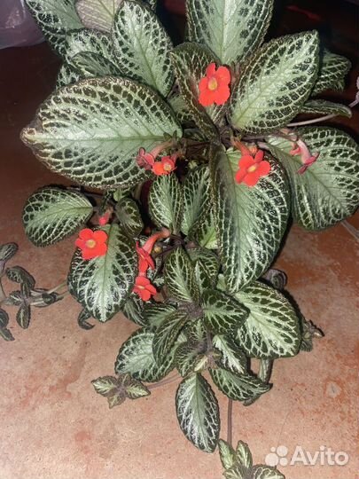 Комнатные цветы