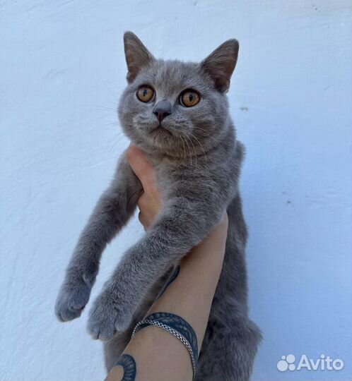 Шотланская кошечка