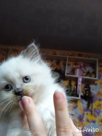 Невская маскарадная