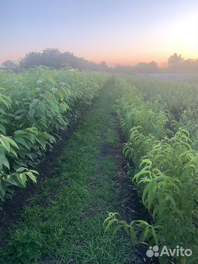 Саженцы плодовых