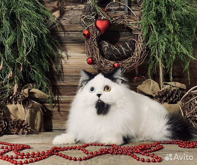 Шотландский мальчик в редчайшем окрасе