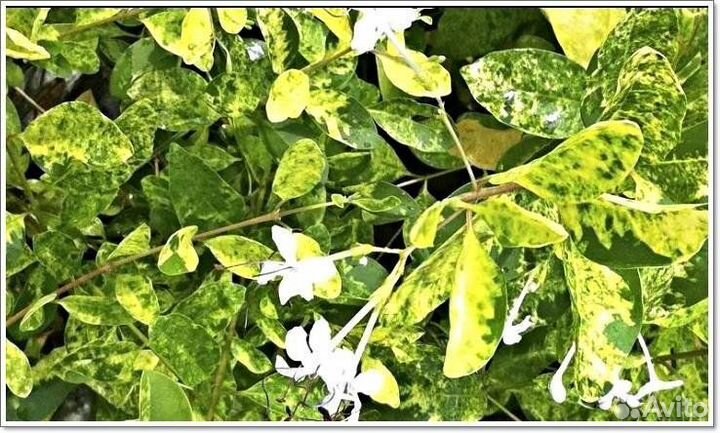 Клеродендрум инермо